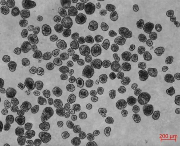 Գիտնականները բիոռոբոտներ են ստեղծել մարդու բջիջներից 1 Գիտնականները բիոռոբոտներ են ստեղծել մարդու բջիջներից