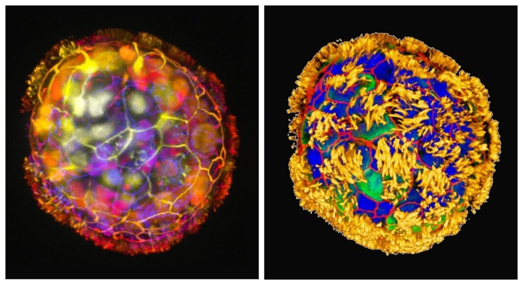 Գիտնականները բիոռոբոտներ են ստեղծել մարդու բջիջներից